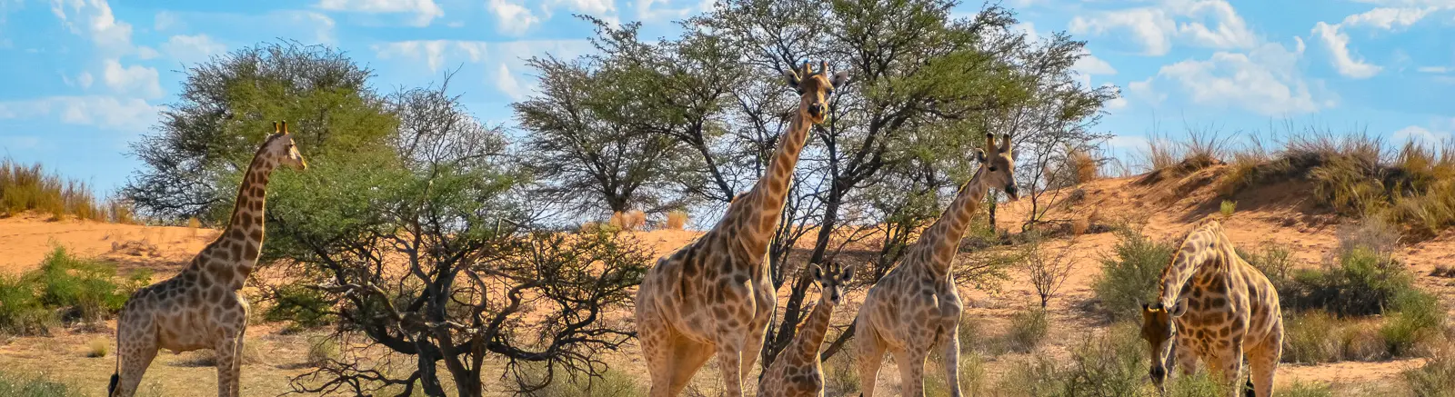 Giraffen in de Kahalari woestijn