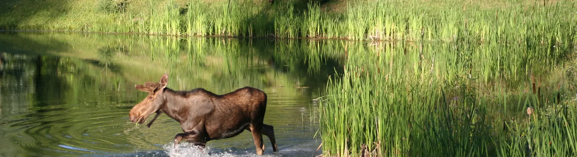 Eland in het water, Canada
