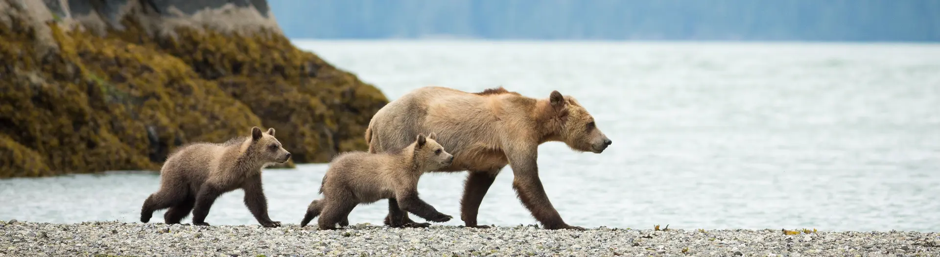 Beren bij de Knight Inlet Lodge in West-Canada