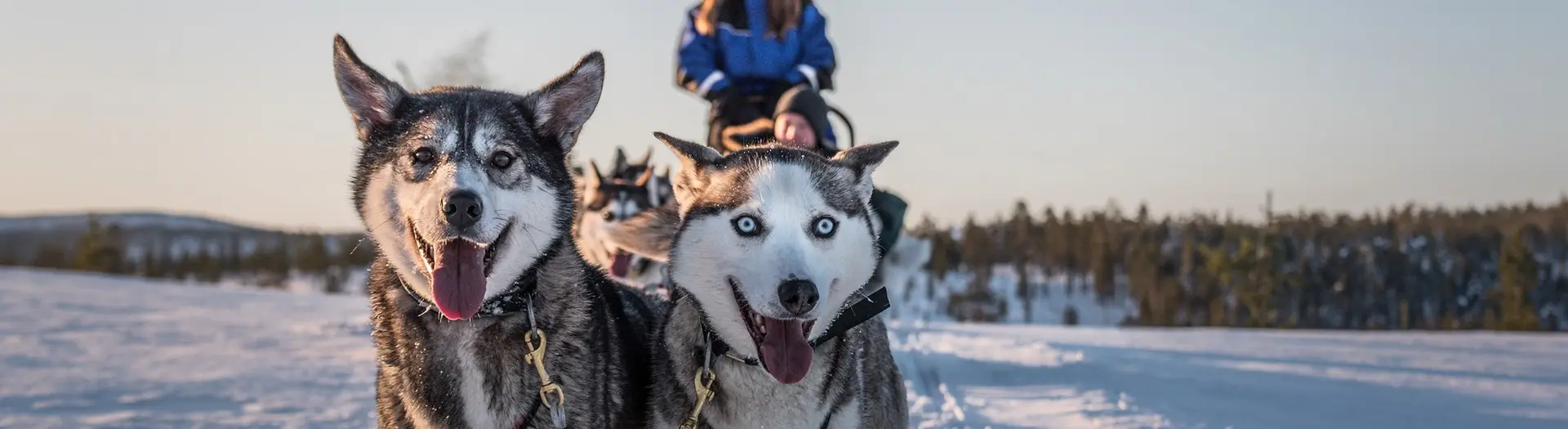 Huskytour in Finland