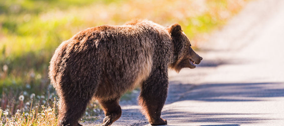 Rondreis West-Canada Grizzlybeer in Banff National Park