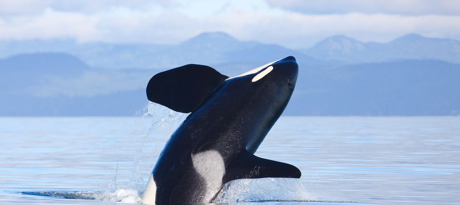 Rondreis West-Canada Orka bij Vancouver Island