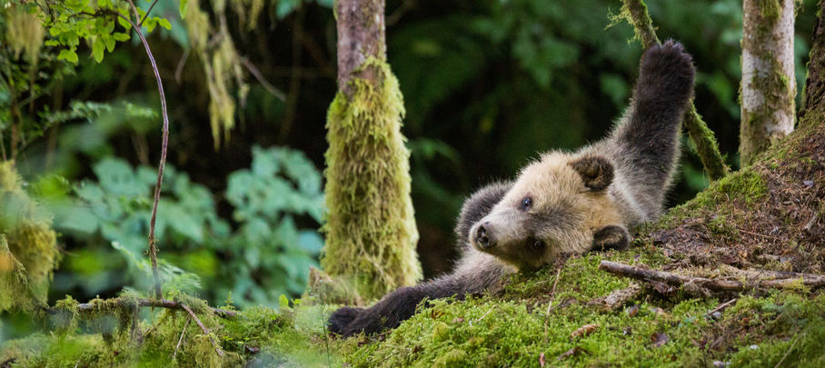 Rondreis West-Canada Beren spotten bij de Knight Inlet Lodge