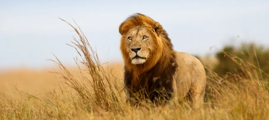 Leeuw in Serengeti National Park