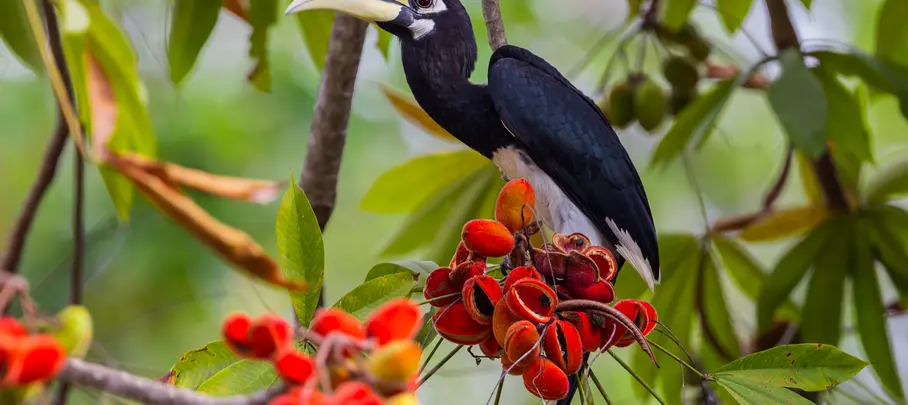 Neushoornvogel op Borneo