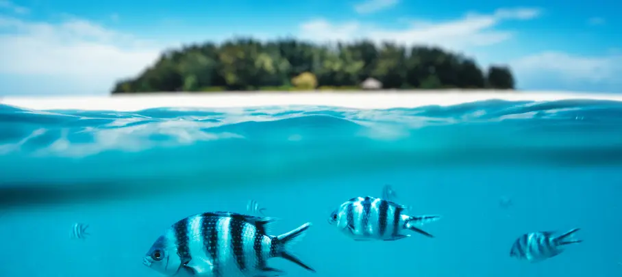 Snorkelen op Zanzibar
