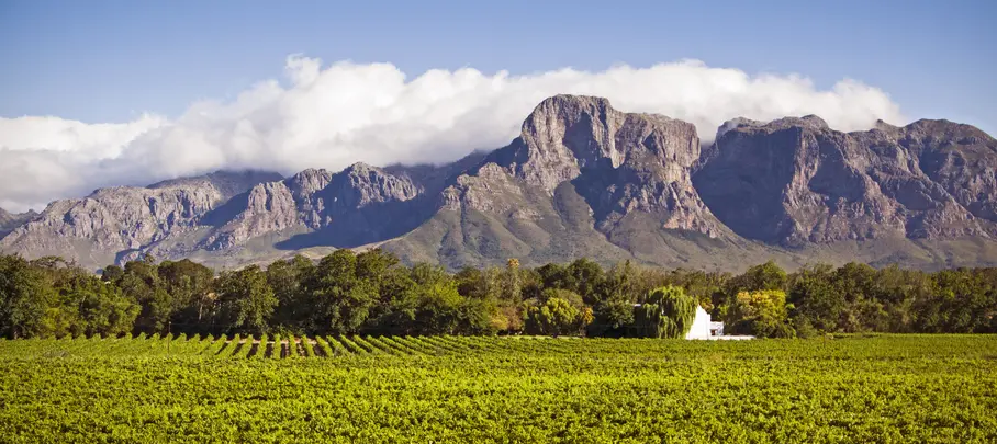 Wijngaarden van Stellenbosch