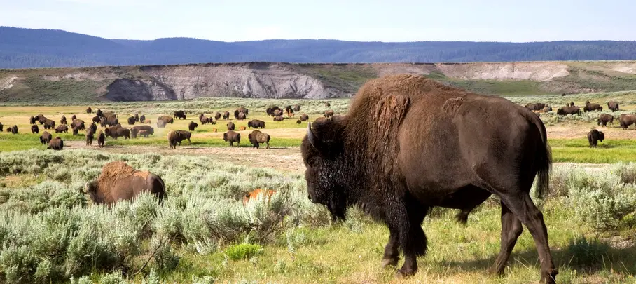 Bizon in Yellowstone