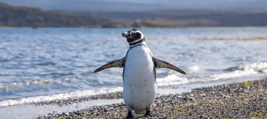 Pinguïn op Isla Martillo