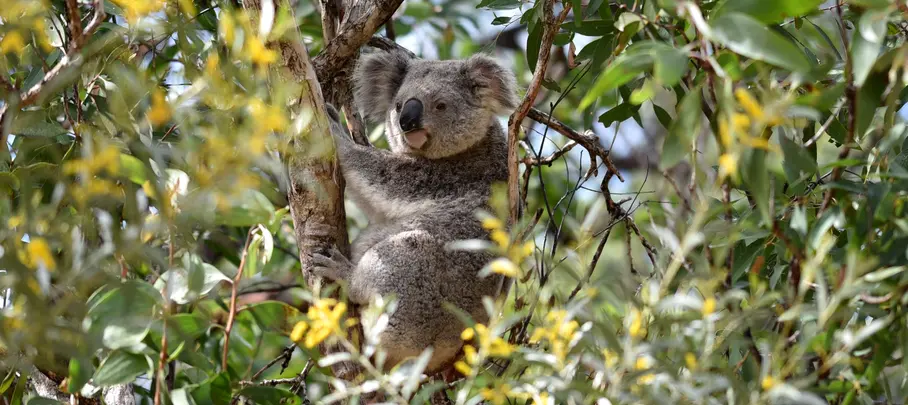 Koala op Magnetic Island, Queensland