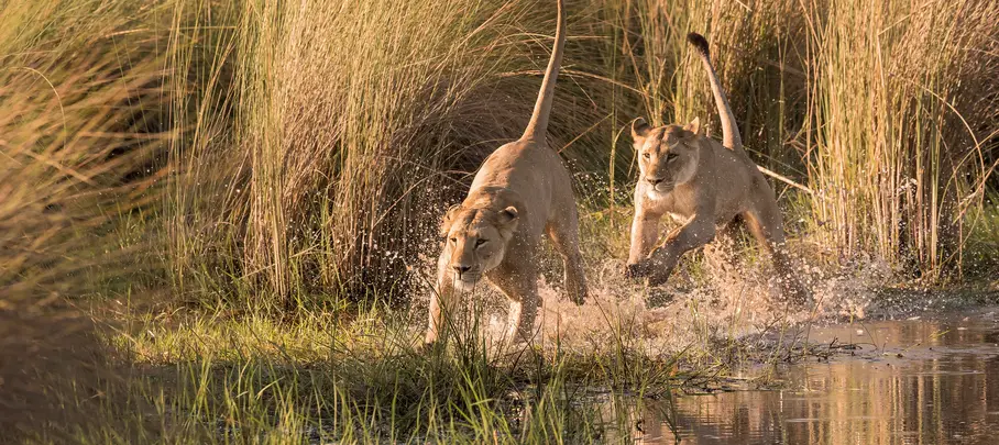 Leeuwen in de Okavango Delta