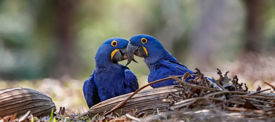 Hyacinthara's, Pantanal