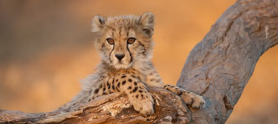 Cheetah in het Krugerpark