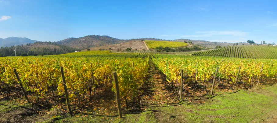 Wijngaard in de Rosariovallei, nabij Santiago de Chile