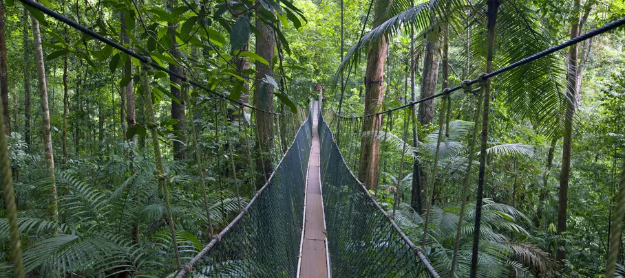 Canopy Walk, Taman Negara