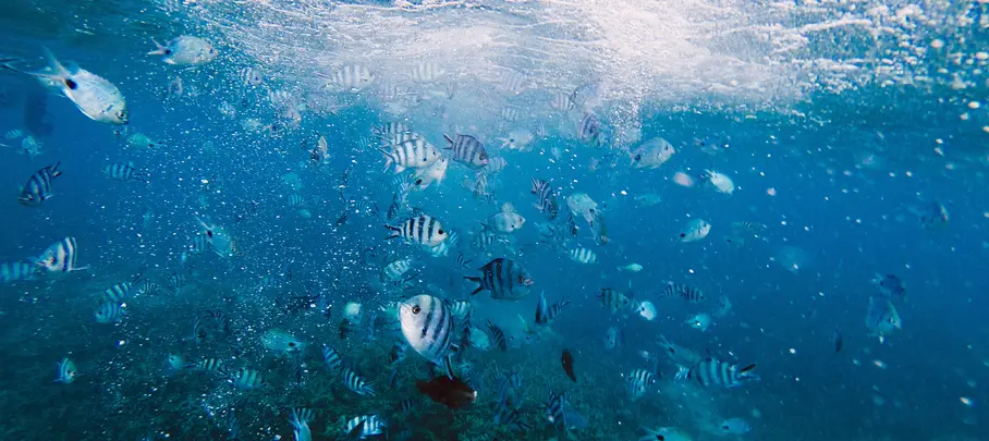 Blue Bay Marine Park