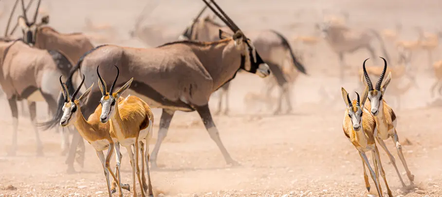 Etosha National Park