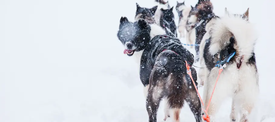 Huskytocht op Spitsbergen