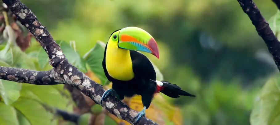 Toekan in Panama
