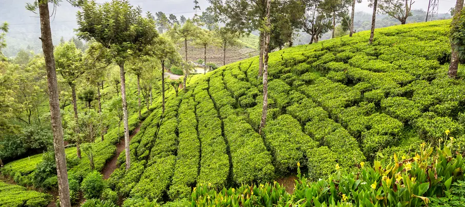 Nuwara Eliya theeplantage