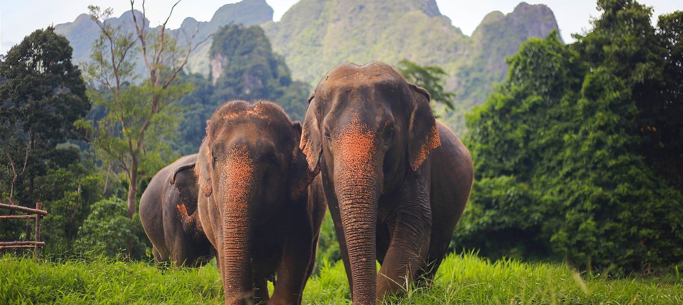 Elephant Hills, Khao Sok National Park