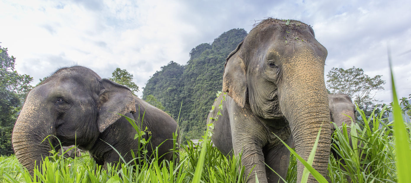 Thailand met kinderen | Travelnauts » Reis op maat naar Thailand!