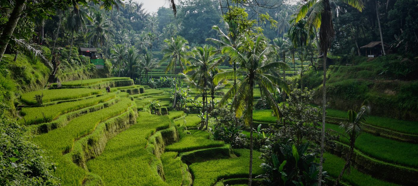 Rijstvelden van Tegalalang nabij Ubud