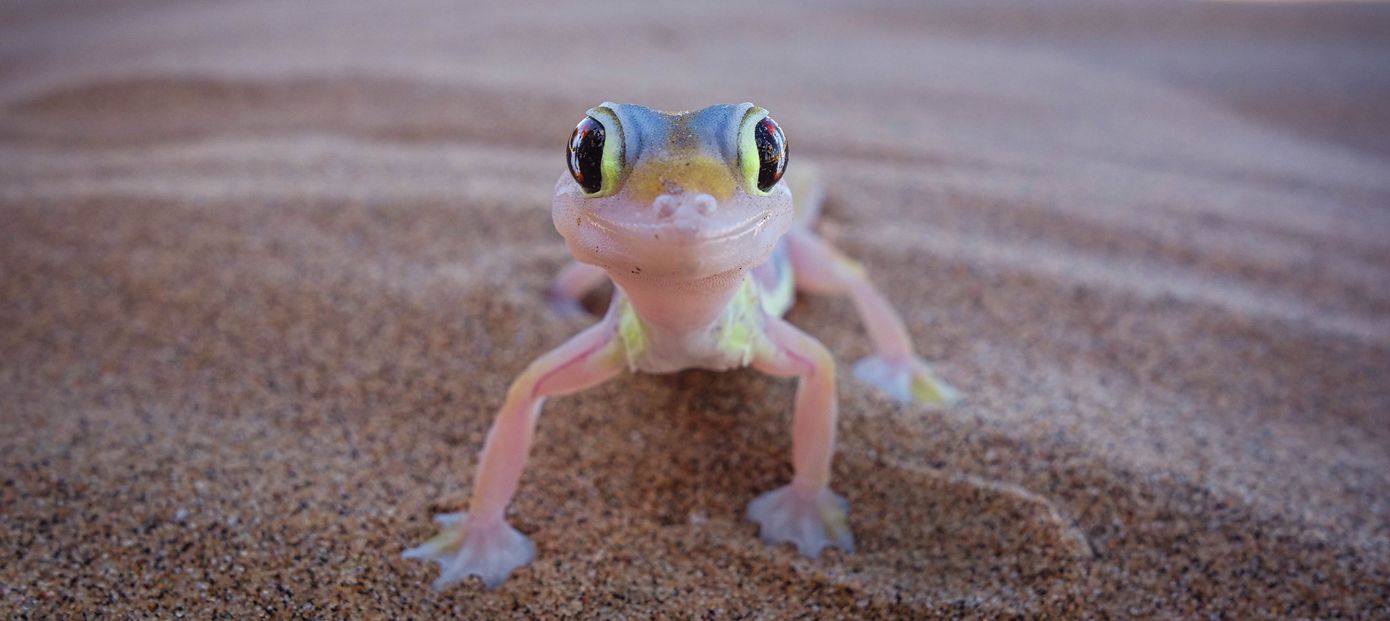 Living Desert Tour in de woestijn bij Swakopmund