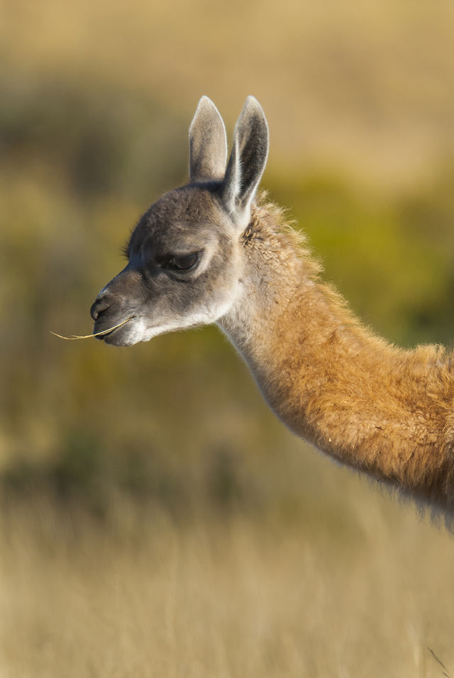 Guanaco in Argentinië