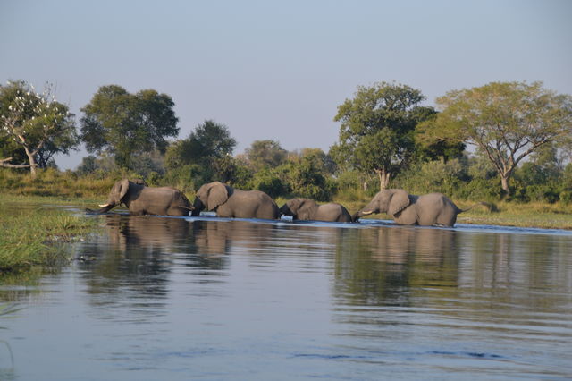 Olifanten steken de rivier over in de Okavango Delta, Botswana.