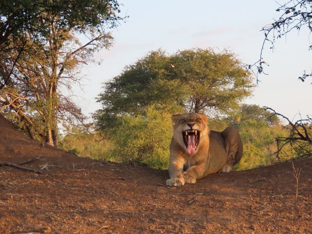 Chobe National Park, Botswana