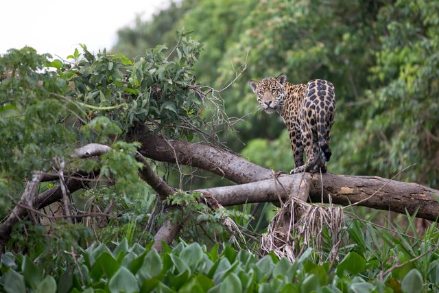 Jaguar in de Pantanal