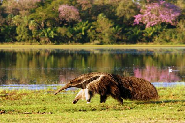 Reuzenmiereneter in de Pantanal