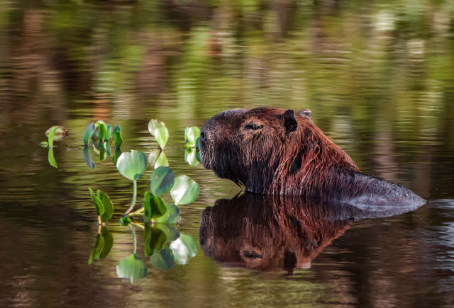 Capibara in de Pantanal