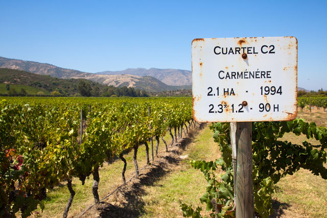Wijngaard in de Colchagua Valley