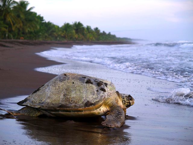 Schildpad op het strand van Tortuguero