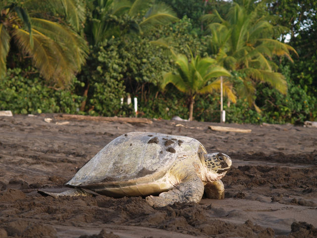 Zeeschildpad bij Tortuguero