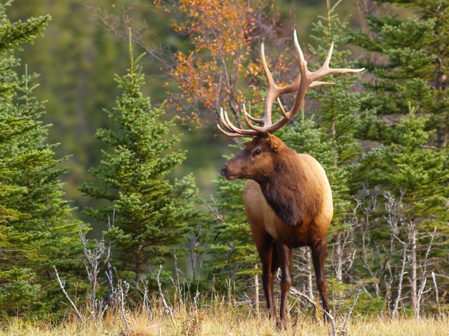 Banff National Park
