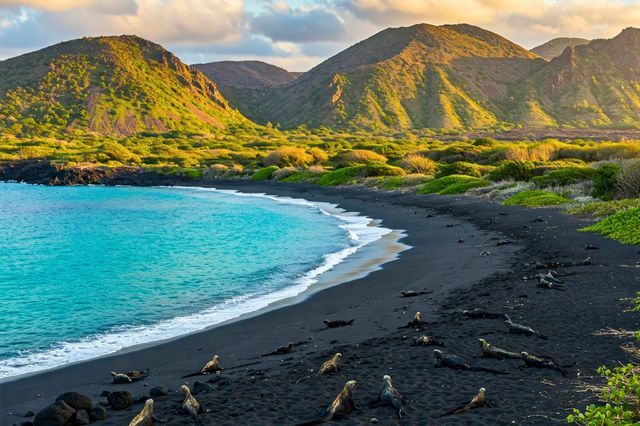 Leguanen op typisch zwart zandstrand op de Galapagoseilanden met groene bergen op de achtergrond