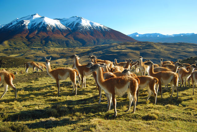Guanaco's in Torres del Paine