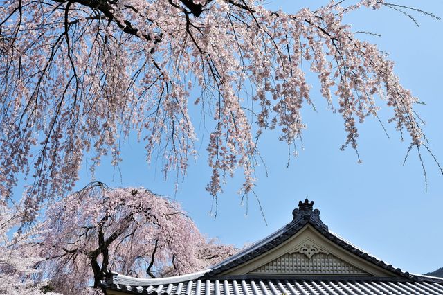 Kersenbloesem in Japan