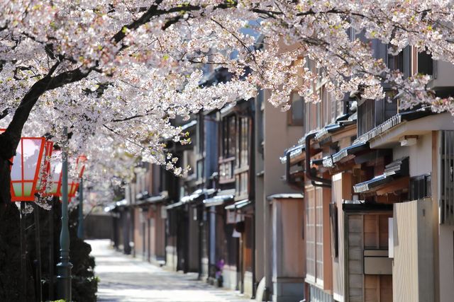 Kersenbloesem in Kanazawa