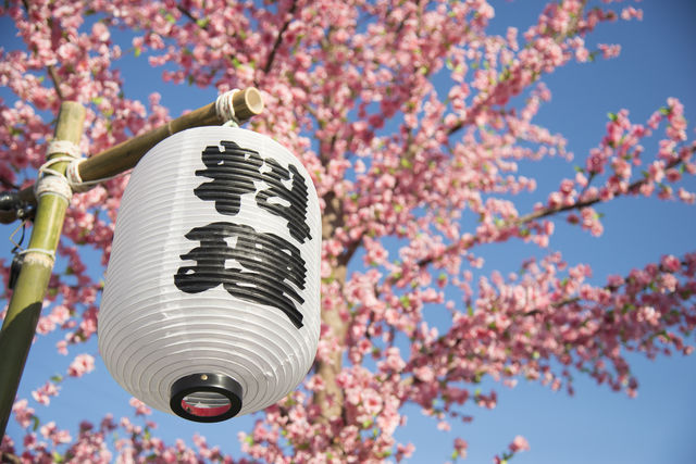 Kersenbloesem in Japan