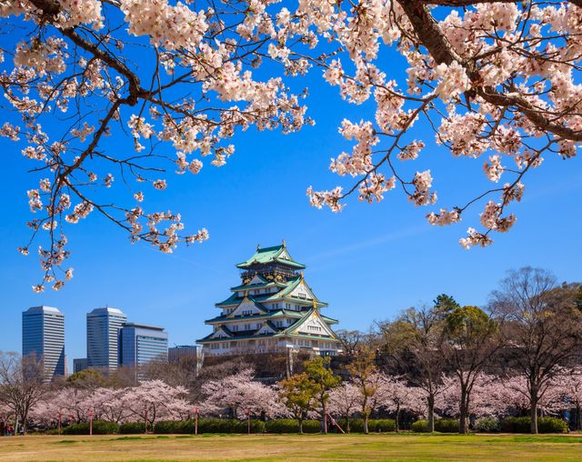 Osaka Castle met kersenbloesem