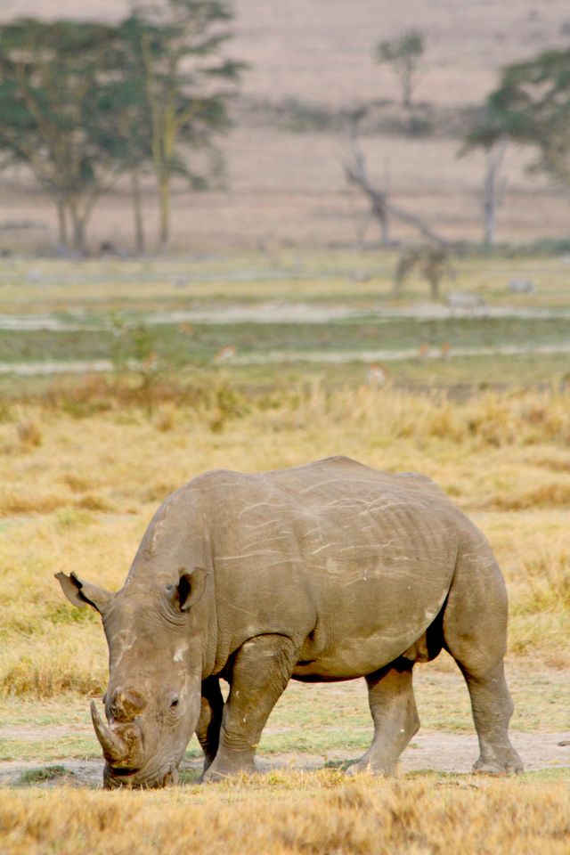 Neushoorn in Lake Nakuru National Park