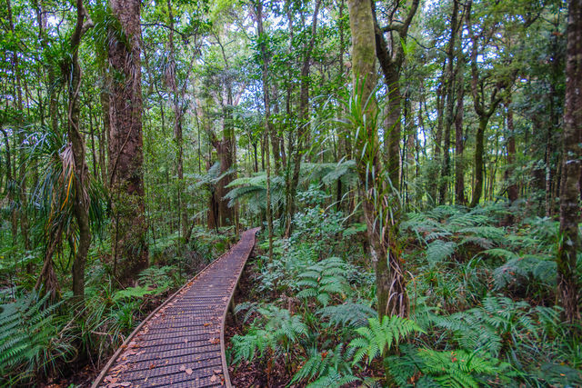 Wandelroute door Waipoua Kauri Forest