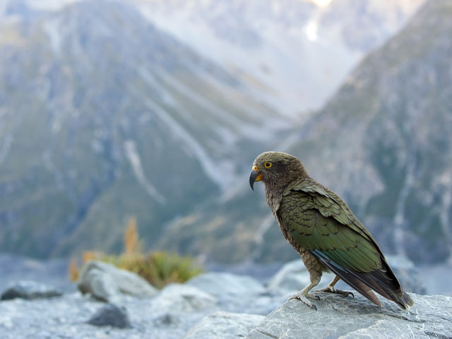 Kea bergpapagaai Nieuw-Zeeland