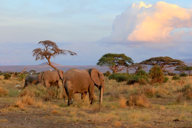 Olifanten in Amboseli National Park