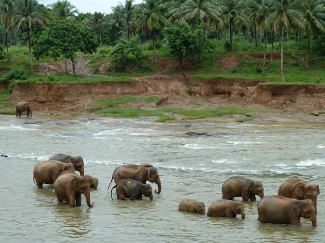 Olifanten in Sri Lanka