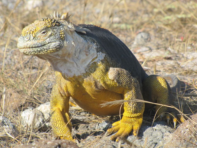 Leguaan op de Galápagos